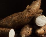 Manioc
