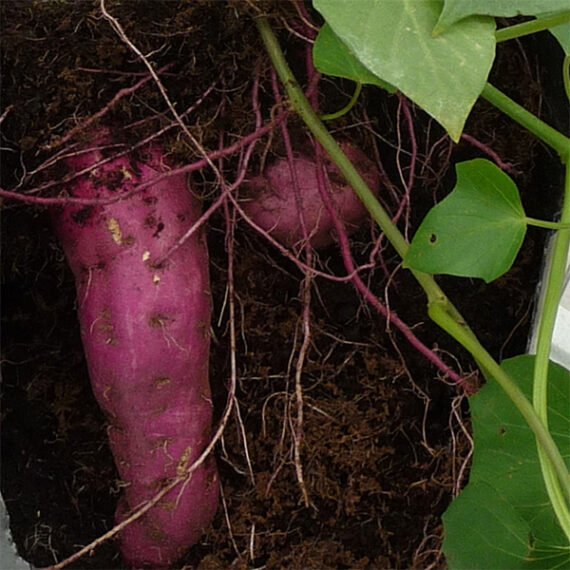Patate douce